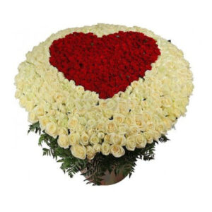 501 біла та червона троянда Амора