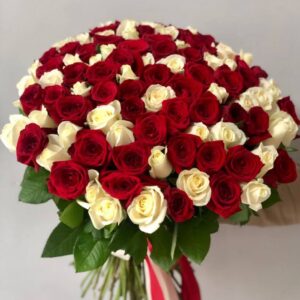 151 біла та червона троянда Морган