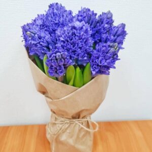 Букет 11 гіацинтів Вірсана