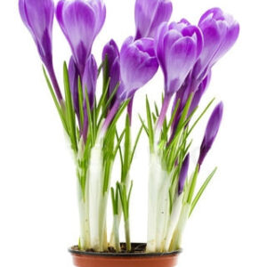 Крокус в горщику Келісса