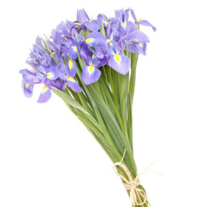 Букет 15 ірисів Ірма