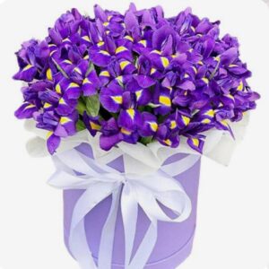 Бокс із 75 ірисів Багіра